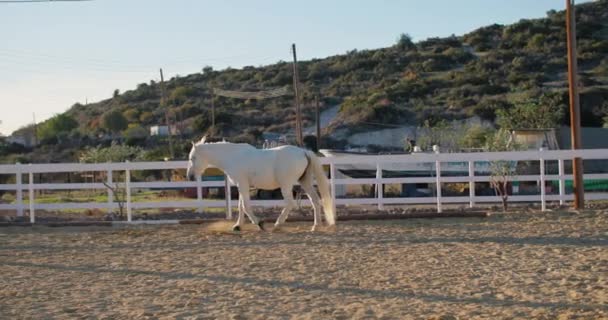 Spokojne Piękno Eleganckie Chodzenie Białym Koniu Poruszanie Się Padoku Symbolizowanie — Wideo stockowe