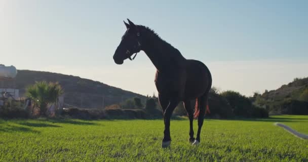 Piękny Brązowy Koń Biegnie Trawie Ranczu Opieka Nad Zwierzętami Naturze — Wideo stockowe