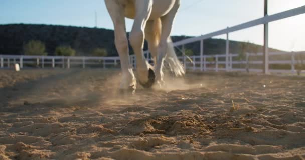 Primer Plano Los Cascos Caballo Blanco Corriendo Sobre Arena Rancho — Vídeo de stock