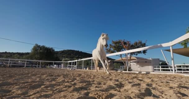 Vídeo Câmera Lenta Belo Cavalo Branco Correndo Areia Rancho Imagens — Vídeo de Stock