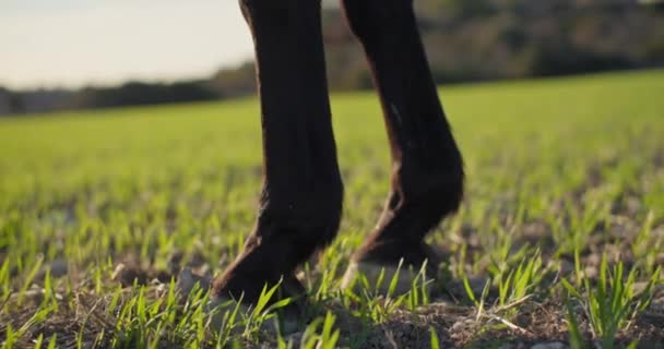 马蹄的特写 他把它抬起来 动物在绿色的草地上行走在大自然中 高质量的4K镜头 — 图库视频影像