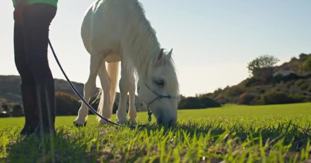 女人在吃草的田里遛马 热爱和爱护农场里的动物 高质量的4K镜头 — 图库视频影像
