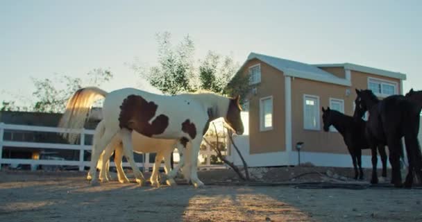 Beautiful Horses Walk Paddock Rays Setting Sun Caring Animals Farm — Stock Video