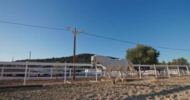 Przygotowanie Wyścigu Trening Białego Konia Pełnym Galopie Ranczu Otoczony Spokojem — Wideo stockowe
