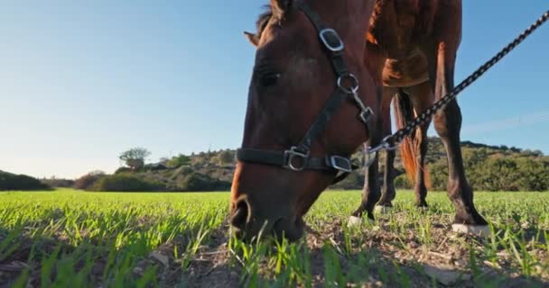 在一个绿色的牧场上的马吃草的特写镜头 在农场上走着一匹马 高质量的4K镜头 — 图库视频影像