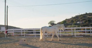 Harmony in Motion: Beautiful White Horse Moving and Exexploring the Paddock, Ranch Horses 'a ilgi ve hayranlık örneği. Yüksek kalite 4k görüntü
