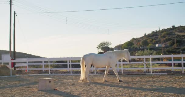 Harmony Motion Beautiful White Horse Movendo Explorando Paddock Exemplificando Cuidado — Vídeo de Stock