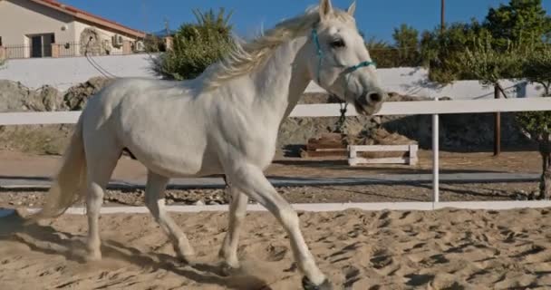 Ein Schönes Weißes Pferd Läuft Zeitlupe Über Den Sand Auf — Stockvideo