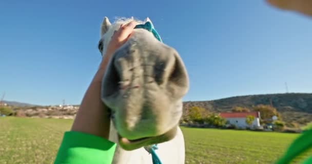 一个宁静的时刻 美丽的女人在牧场轻柔地抚摩着一匹雄伟的马 高质量的4K镜头 — 图库视频影像