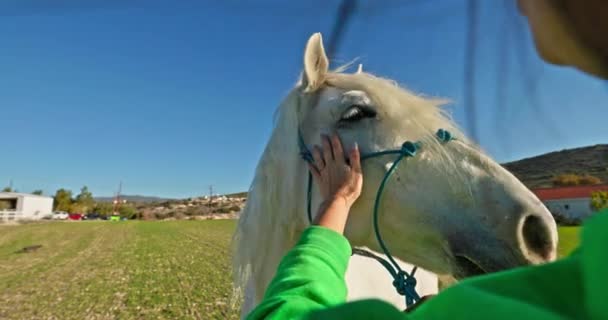 在农场里 看到一匹马的女手的特写 关心和爱护动物 高质量的4K镜头 — 图库视频影像