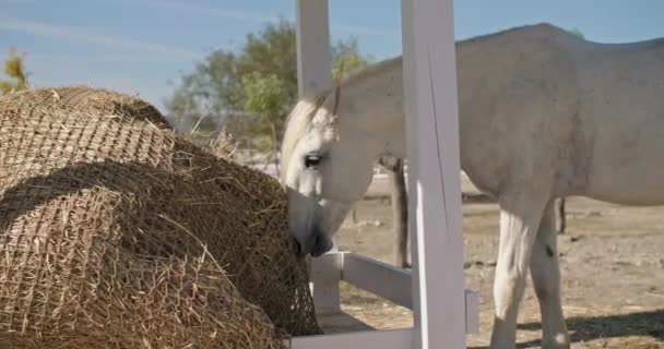 Krásný Bílý Kůň Seno Ranči Venkově Krmení Péče Zvířata Farmě — Stock video