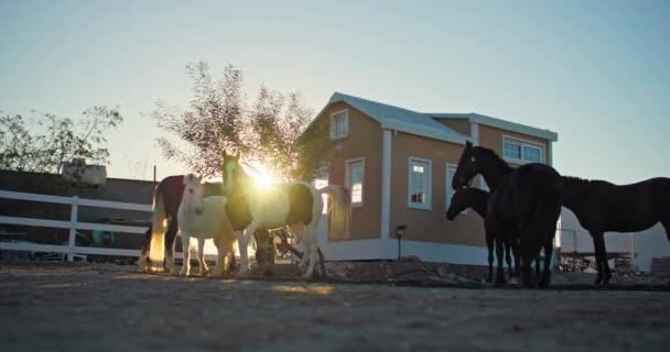 美丽的马日落时在牧场的围场里散步 照顾和照顾农场里的马 高质量的4K镜头 — 图库视频影像