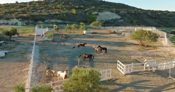 Vue Aérienne Chevaux Marchant Dans Enclos Ranch Prendre Soin Élever — Video