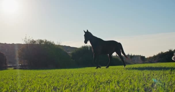 一匹漂亮的棕色马在奔跑 和达尔马提亚犬一起躺在草地上 照顾和照顾农场里的动物 高质量的4K镜头 — 图库视频影像