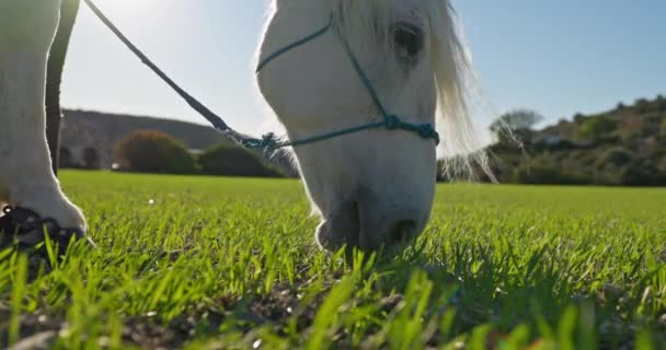 Zbliżenie Białego Konia Jedzącego Trawę Zielonym Polu Opieka Nad Zwierzętami — Wideo stockowe