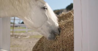 Çiftlikte saman yiyen bir atın yakın çekimi. Kırsalda hayvan bakımı ve üretimi. Yüksek kalite 4k görüntü