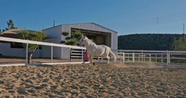 Vitesse Force Cheval Blanc Court Dans Galop Sur Ranch Capturant — Video