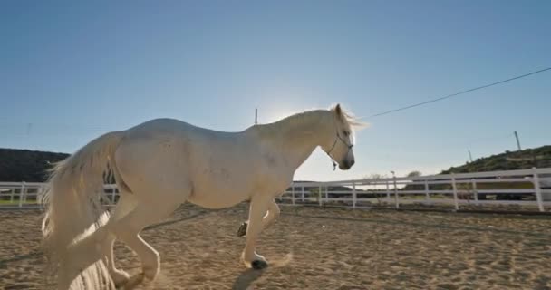 骑马运动的优雅 雄伟的白马在牧场上疾驰而过 反映了对马术比赛的关心和准备 高质量的4K镜头 — 图库视频影像
