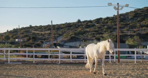 Equestrian Elegance Majestic White Horse Trotting Roaming Freely Paddock Demonstrating — Vídeo de stock