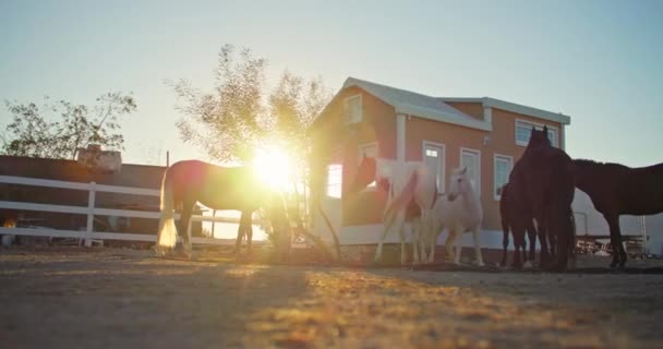 Pferde Gehen Bei Sonnenuntergang Auf Dem Hof Des Hofes Spazieren — Stockvideo