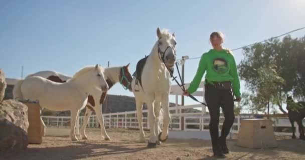 Kobieta Trzyma Konia Uzdę Prowadzi Stajni Farmie Biały Koń Pięknie — Wideo stockowe