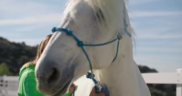 Женщина Сближается Лошадью Прогулки Ласки Ранчо Уход Любовь Животным Ферме — стоковое видео