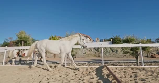 Cavalo Branco Galopa Pela Areia Rancho Belo Conceito Cavalo Liberdade — Vídeo de Stock