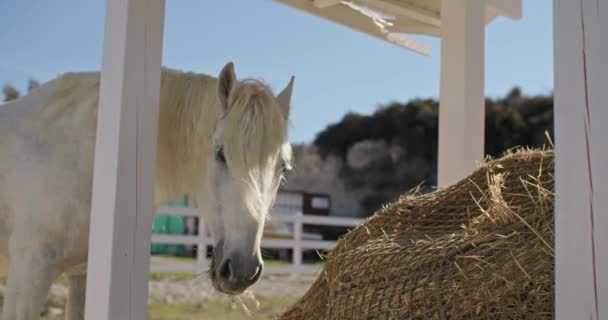 Cavalo Come Feno Num Rancho Vida Dos Animais Cuidado Com — Vídeo de Stock