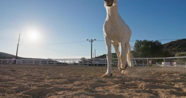Detailní Záběr Koňských Kopyt Běžících Písku Ranči Chození Koní Žokejem — Stock video