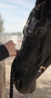 Atların kafasını elleriyle okşayan bir kızın yakın çekimi. Hayvanlara sevgi ve ilgi. Yüksek kalite 4k görüntü