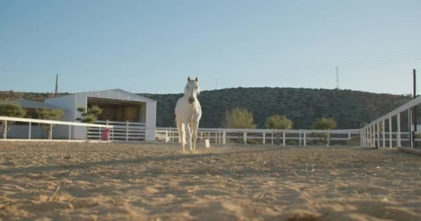 平等な人生の恵み 見事な白い馬のローミングとパドックを楽しむ 牧場馬のケアへの献身をイラスト 高品質の4K映像 — ストック動画