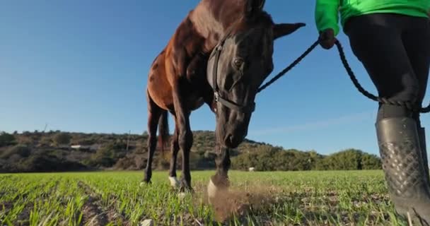女性は橋を握り 野原で美しい馬を歩いている 農場で動物の世話をする 高品質の4K映像 — ストック動画