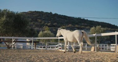 Huzurlu Sahne: Güzel Beyaz At Otlatma ve Bir Paddock 'ta Zarifçe Hareket Etme, Çiftlik Atlarına Bakım ve Dikkat Verilmesini Yansıtıyor. Yüksek kalite 4k görüntü
