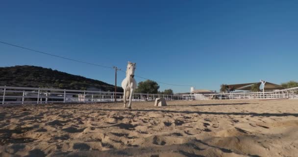 Краса Рівномірної Спритності Білий Кінь Біжить Швидкістю Ранчо Демонструючи Язок — стокове відео