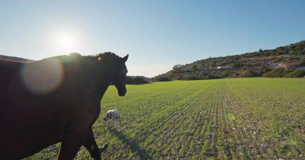 Caring Horses Woman Leading Bonding Horse Ranch Green Field Inglés — Vídeo de stock