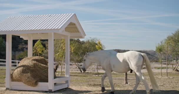Opieka Nad Zwierzętami Farmie Koń Siano Wysokiej Jakości Materiał — Wideo stockowe