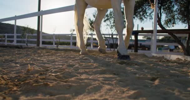 牧場で砂の上を歩く馬の脚の近くのゆっくりとした動き 白馬のコーティング 高品質の4K映像 — ストック動画