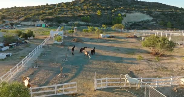 Vista Aérea Quinta Cavalos Cavalos Passeio Paddock Comer Uma Bela — Vídeo de Stock