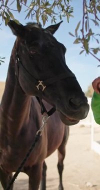 Hayvanlarla Bağ: Çiftlikteki Jokey Kız Evcil Atı, Yaşam Tarzı Sıcaklığı ve Bakımı. Yüksek kalite 4k görüntü