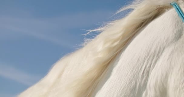 Donna Serenemente Accarezzare Passeggiare Cavallo Campo Ranch Dimostrare Cura Collegamento Filmato Stock Royalty Free