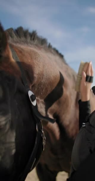 Primo Piano Una Ragazza Che Pettina Pelo Cavallo Cura Cura Clip Video