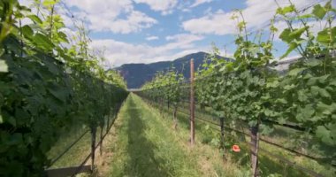 Dolomite Alpleri 'ndeki üzüm bağlarının tarım arazisi. Dağları gören küçük bir köyde şarap imalathanesi. Yüksek kalite 4k görüntü