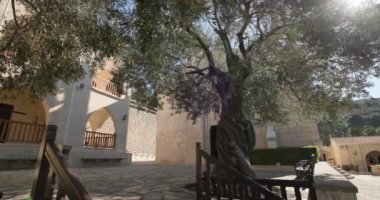 Şehirde yetişen yaşlı bir zeytin ağacı. Doğa ve şehir manzarası. Yüksek kalite 4k görüntü