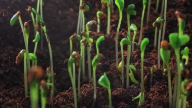 Doğa Yeni Başlangıçlar: Bitki Köklerinin Yeşermesi ve Tarım Ayarları 'nda Büyümesi. Yüksek kalite 4k görüntü