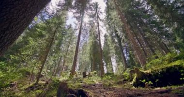 Güzel ağaçları ve yosunlu zemini olan bir çam ormanının dokunulmaz büyülü doğası. Yüksek kalite 4k görüntü