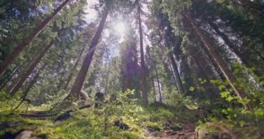 Güneşli bir çam ormanının güzel manzarası. Güneş ışınları dağ ormanındaki uzun ağaçların arasından kırılıyor. Yüksek kalite 4k görüntü