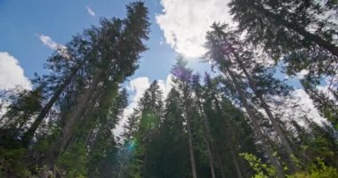 Sihirli bir ormanda çam ağaçlarının arka plan videosu. Yüksek kalite 4k görüntü