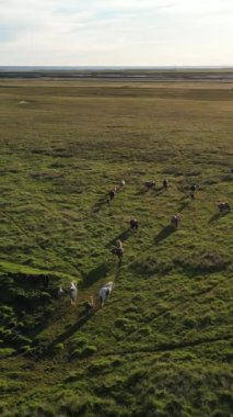 İzlanda Tundra 'da otlayan Vahşi Atların Hava Manzarası Çarpıcı Kuzey Kutbu ve Vahşi Yaşam' ı gösteriyor. Yüksek kalite 4k görüntü