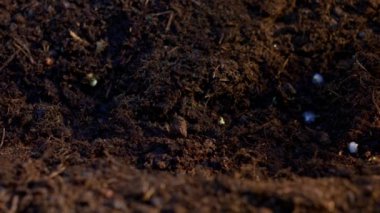 Bahar filizlerinin topraktan filizlenmesinin zamanı geldi. Tarımda ekin ekimi botaniği. Yüksek kalite 4k görüntü