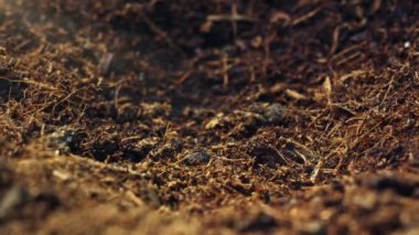 Bitki Yetiştirenlerin Toprakta Gelişimi Botanik ve Doğanın Yeni Yaşama Yolculuğu ve Bilimsel Keşifler. Yüksek kalite 4k görüntü